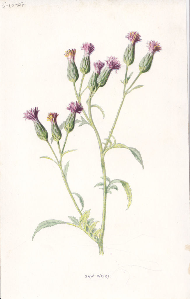 FLOWERS. Saw-Wort c1895 old antique vintage print picture